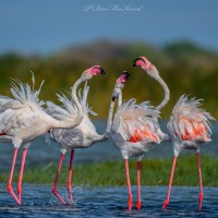 Phoenicopterus roseus Pallas, 1811